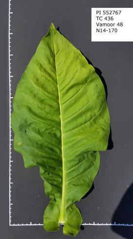LEAF